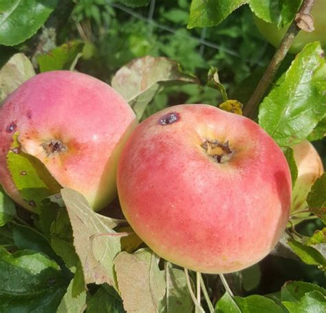 Totnes Apple Apple Tree £2250 Dessert Apples Early Season Apple