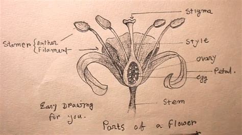 How To Draw Longitudinal Section Of Flowerdifferent Parts Of Flower