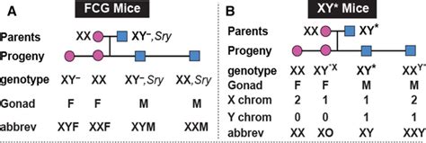 Sex Hormones And Sex Chromosomes Cause Sex Differences In The