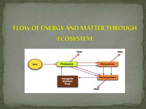Flow Of Energy And Matter Through Ecosystem