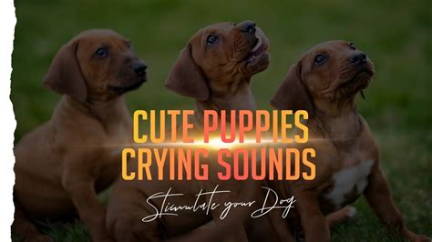 Cute Puppy Crying Sounds Dogs Whining Sounds To Stimulate Your Dog