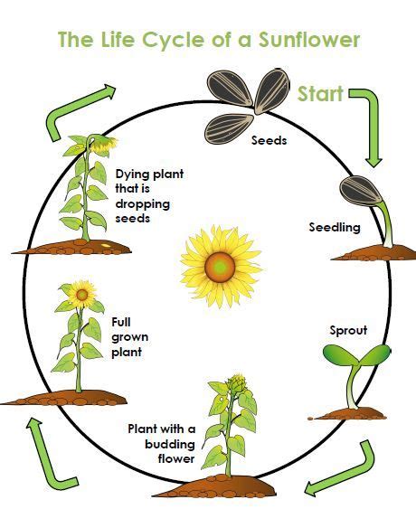 Sunflower Life Cycle Stages Celina Houser