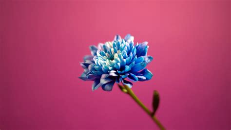 Blue in Pink Background Wallpapers | HD Wallpapers | ID #5637