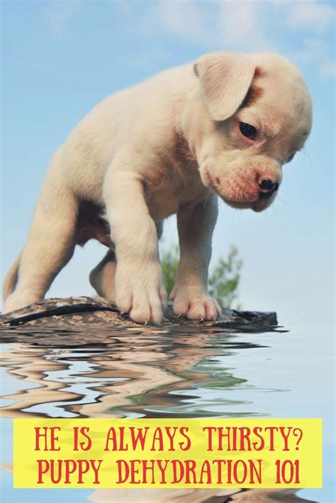 A puppy's weight is something that concerns most new dog owners. How Much Water Should A Puppy Drink A Day? | Puppies, When ...