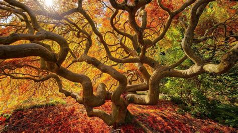 Nature Landscape Trees Fall Japanese Branch Sun Colorful Leaves
