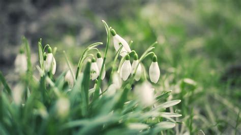 Download Wallpaper 1920x1080 Snowdrops Flowers Buds Petals Leaves