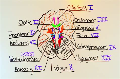 How To Remember The Cranial Nerves Cranial Nerves Mnemonic Cranial