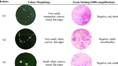 Gram Stain Results Interpretation Whole Genome Sequencing In