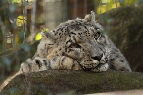 Pin By Mo Mommers On Cute Animals In 2021 Snow Leopard Cute Animals