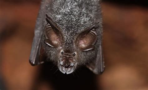 The Insect Eating Bats Of Chikmagalur Indiabioscience