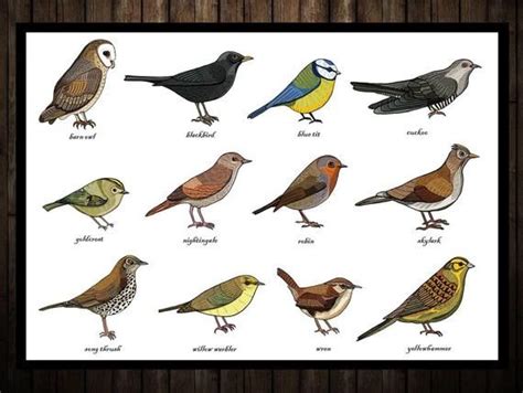 Songbirds Identification Chart Print A3 Zoology Ornithology Bird