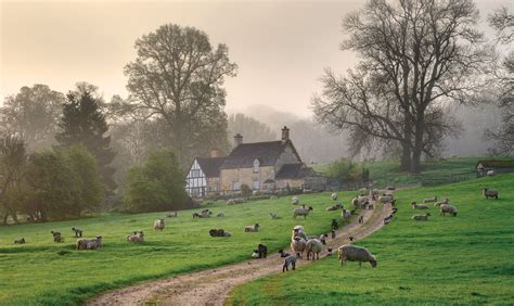 Sheepwalkers Strolling Through Cotswolds England England