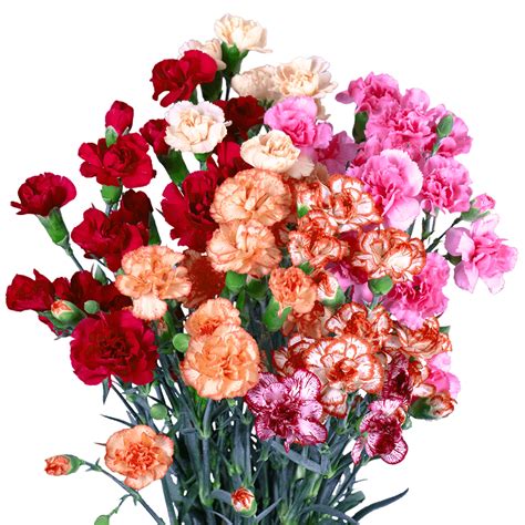 100 Stems Of Novelty Color Spray Carnations Beautiful Fresh Cut