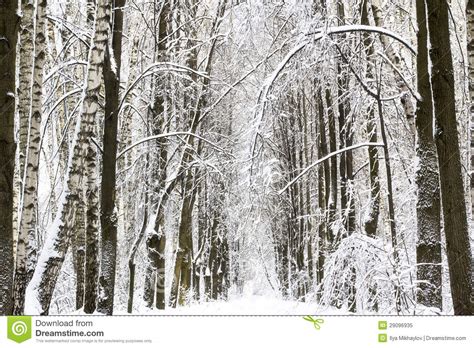 Winter Snow Forest Landscape Royalty Free Stock Photo