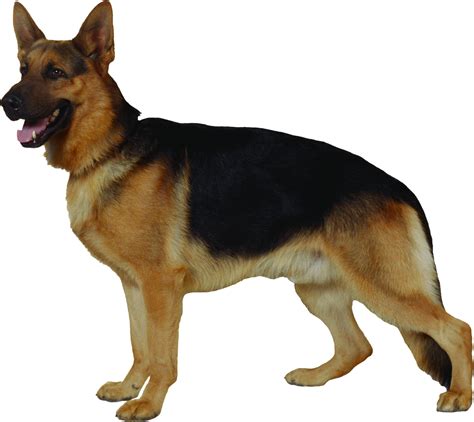 German Shepherd Png Images Free Download