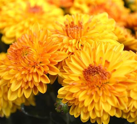 Picture Of Mums Flower Best Flower Site