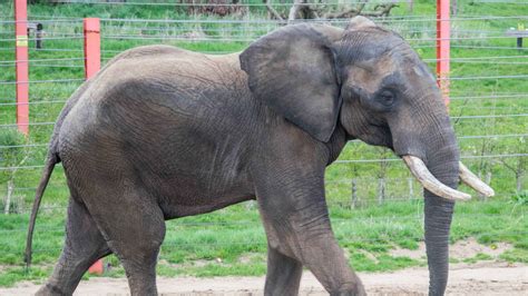 Shaka The African Bull Elephant Arrives In Somerset Itv News West