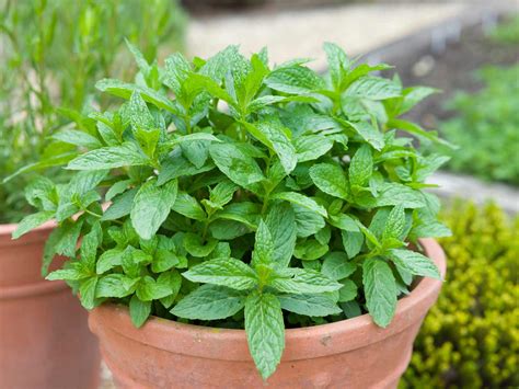 Growing Herbs For Cooking Love The Garden