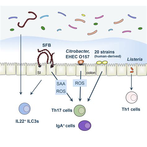 Th17 Cell Induction By Adhesion Of Microbes To Intestinal Epithelial