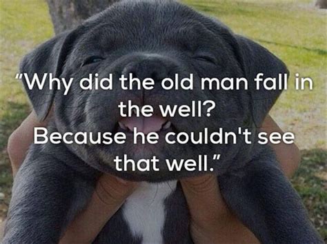 Really Bad One Liner Jokes Are Funnier With Dogs 24 Pics Bad One