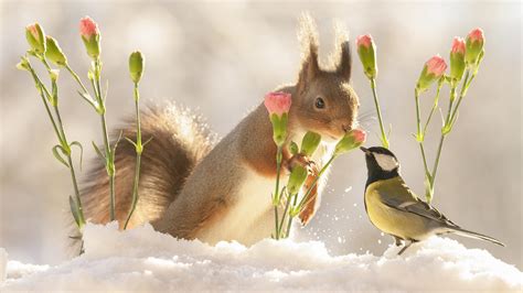 Squirrel With Flower Standing On Snow Near Titmouse Hd Squirrel