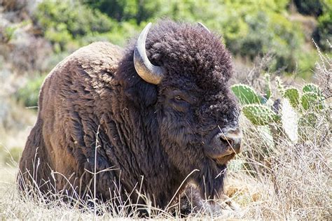 Black Bison Bison Buffalo Animal Wildlife Grass Bull Horns