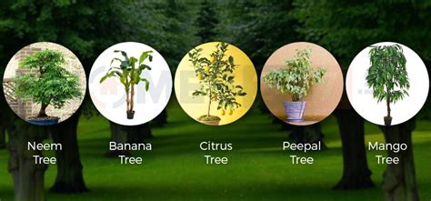 5 Types Of Vastu Trees For Home