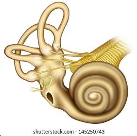 180 Auditory Ossicles Images Stock Photos Vectors Shutterstock