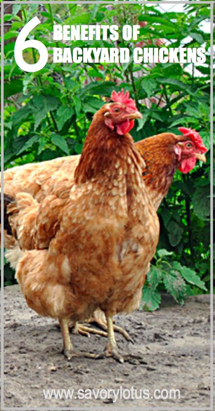 As it turns out, chickens are not just fluffy and fun, they are good for you! 6 Benefits of Backyard Chickens - Savory Lotus