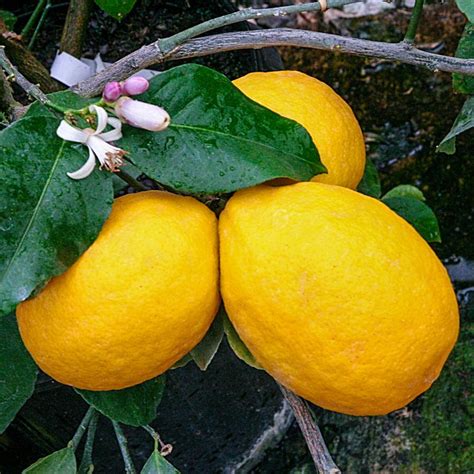 Gurneys Meyer Dwarf Lemon Citrus Live Tropical Plant Grown In A 2 In