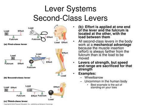 Ppt The Muscular System Powerpoint Presentation Free Download Id