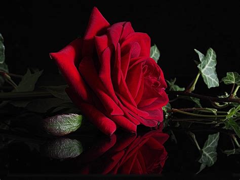 Fond Décran Rose Fleur Rouge Fermer Réflexions Fond Noir