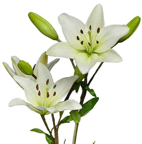 Asiatic Lily White Charlotte Flower Market