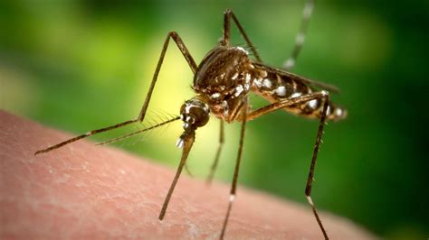 Yikes Zika Dengue Fever Mosquitoes Found Flying In Long Beach