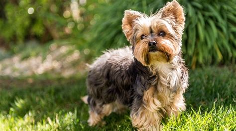 The crunchy, brittle texture helps clean your canine's canines. Best Dog Foods For Yorkies: Puppies, Adults & Seniors