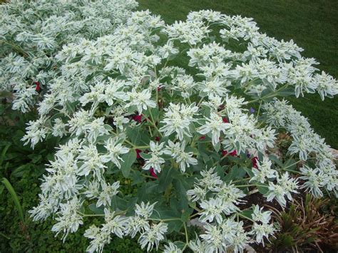 Photo Of The Bloom Of Snow On The Mountain Euphorbia Marginata Posted