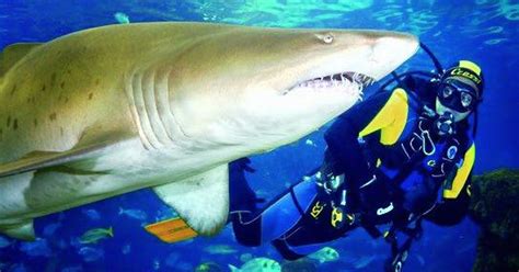 Deep Sea World In Fife Are Looking For A Diver To Work With Sharks In