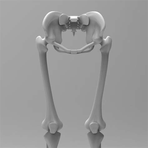 Human Leg Skeleton 3d Model 29 3ds Fbx Ma Max Obj Free3d