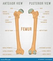 Ossos humanos do fêmur ilustração do vetor. Ilustração de estrutura ...