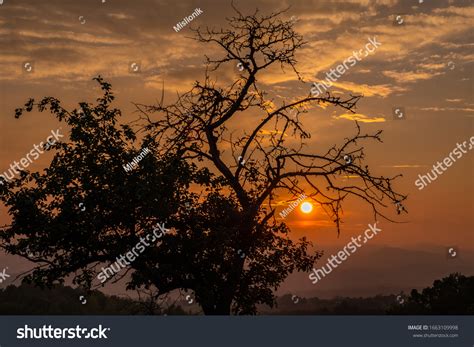 Naked Tree Sunset Panorama Can Be Stock Photo Shutterstock