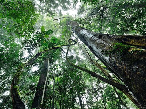 Drought survival secrets of tropical forests | University of Oxford