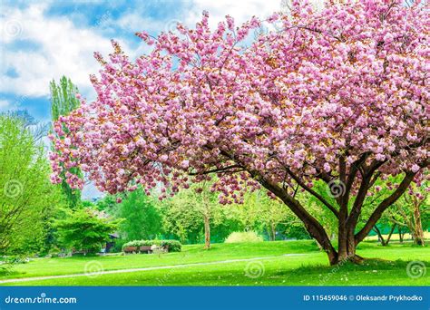Beautiful Sakura Tree In The Park Stock Photo Image Of Nature Field