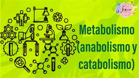 Metabolismo Anabolismo Y Catabolismo Youtube