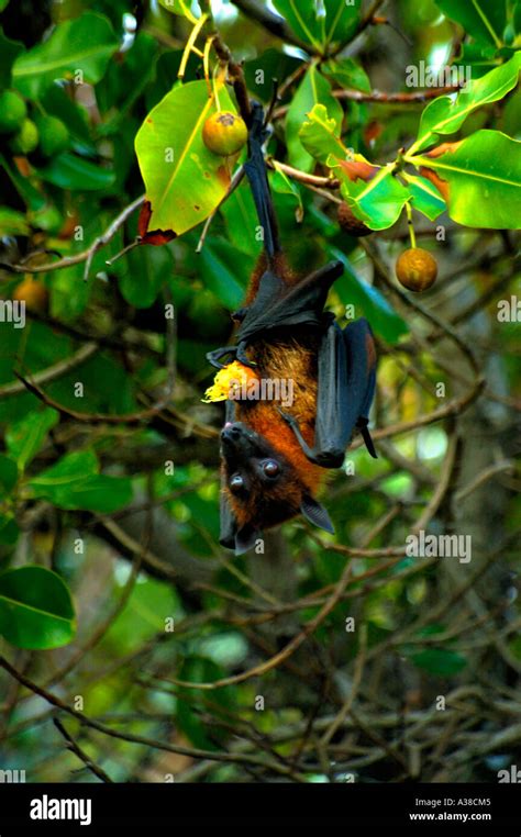 The Island Flying Fox Vaa Eating Fruit Maldives Stock Photo Alamy