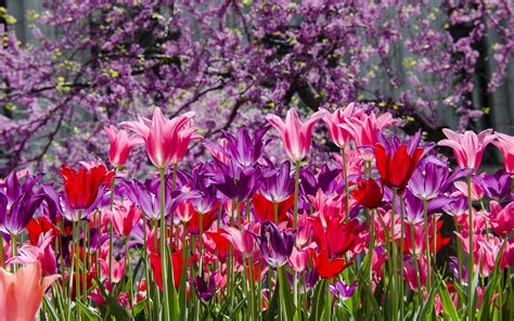 Purple Pink Tulips Hd Desktop Wallpapers 4k Hd