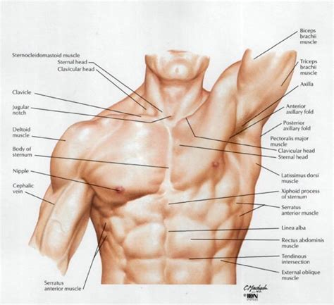 Upper Chest Muscle Anatomy