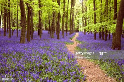 Bluebell Stock Photos And Pictures Getty Images
