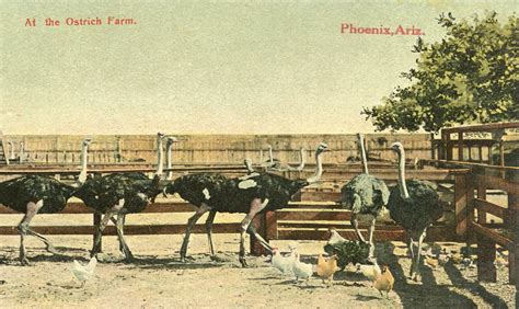 At The Ostrich Farm Arizona Memory Project