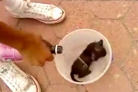 Facebook Refuses To Remove Video Of Kitten Being Covered In Petrol And