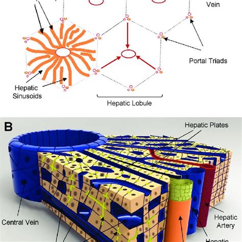 Structural And Functional Zonation Of The Liver A Discrete Zones Of